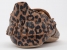 <b>Soft Sole (3-21 μηνών)</b><i> Leopard Print Caramel</i>
